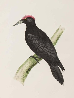 10932
<br/>
A history of British birds.
<br/>
<em></em>